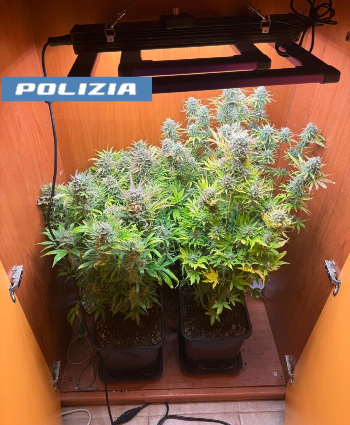 Scoperta la serra segreta della marijuana in un appartamento di Catania | Ecco come la Polizia ha risolto il mistero degli odori inquietanti! -
