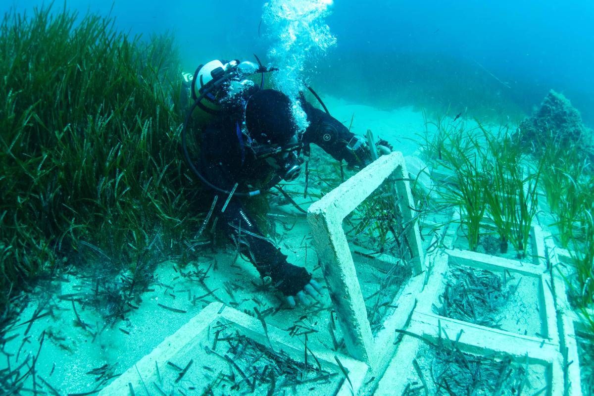 Terna ha concluso il trapianto di Posidonia oceanica nell’approdo di Terra Mala - 