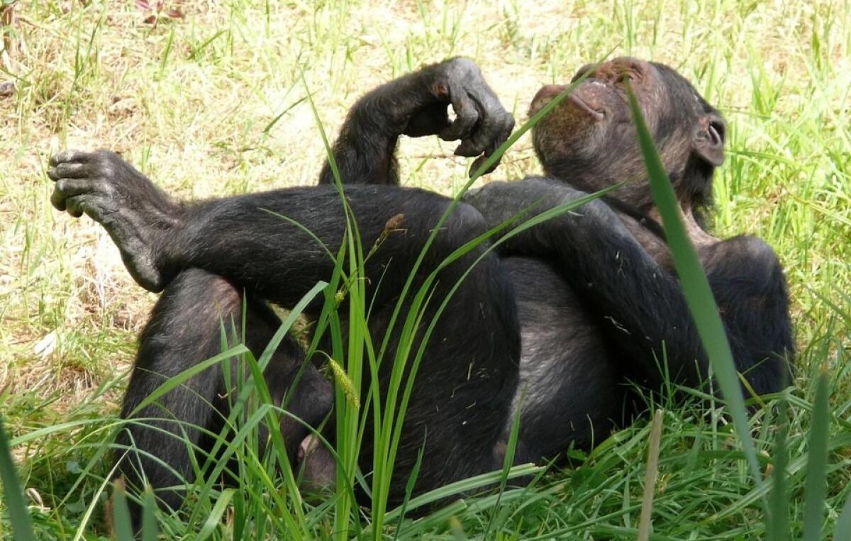 Scimpanzé igienisti | Gli animali non sono così primitivi come pensiamo! - 