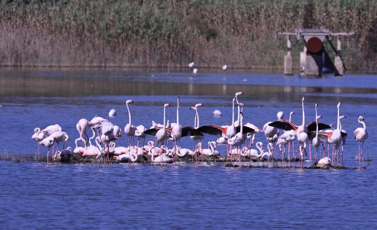 Fenicotteri rosa tornano a nidificare nella Regione Siciliana | È davvero possibile rinascere dopo anni di degrado? -