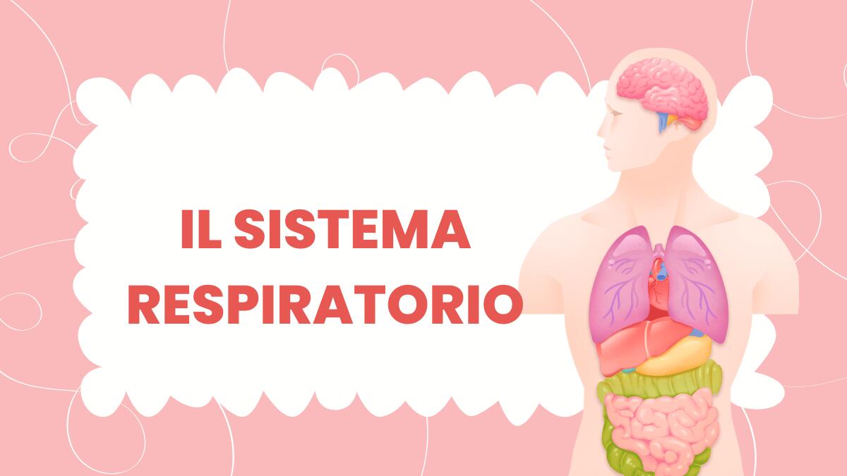 Scheda didattica: il Sistema Respiratorio - 