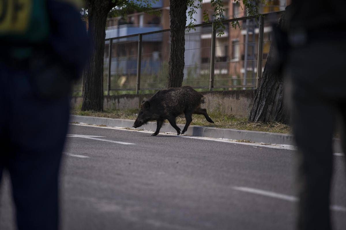 Isola d'Elba, cinghiale attraversa la strada all'improvviso: motociclista muore nello scontro -