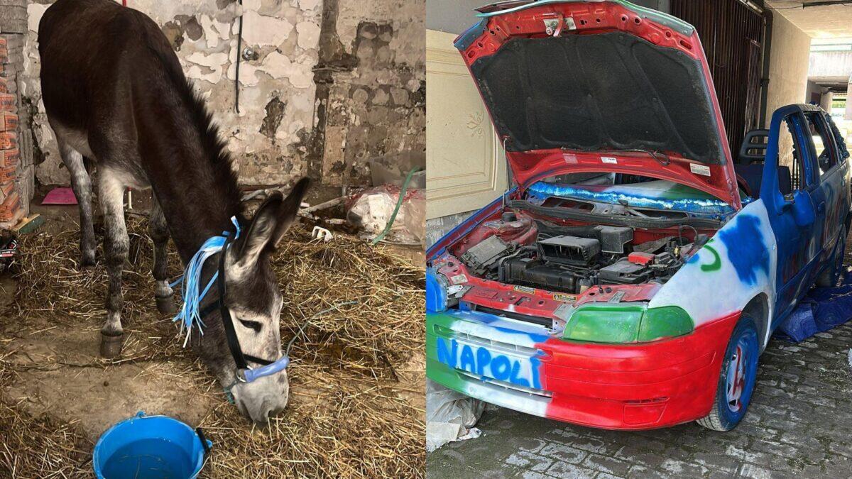 Asino 'addobbato' riesce a sfuggire al festeggiamento | Carabinieri rovinano la festa ai tifosi del Napoli -
