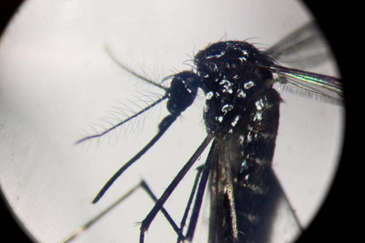 Dengue, in Italia quasi 700 casi in 2024. Torna allarme zanzare, Bassetti: "Momento di agire" - 