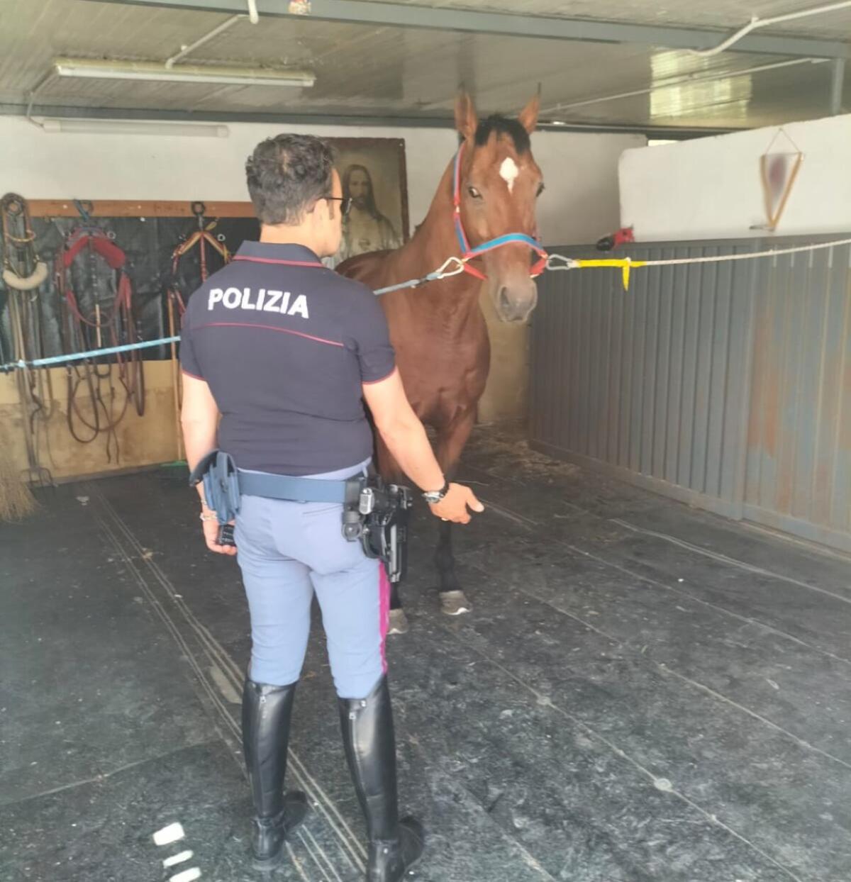 Scoperto un cavallo in condizioni disastrose | La Polizia di Catania interviene contro le stalle abusive! -