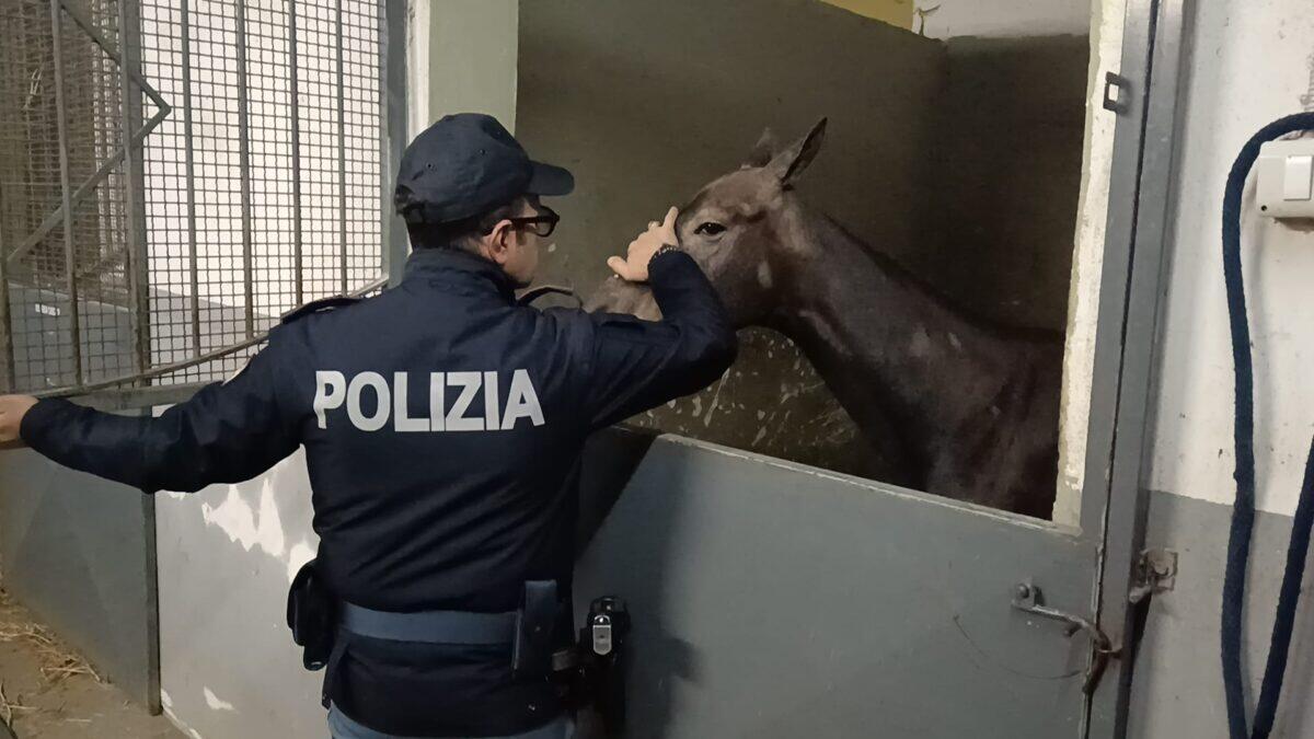Polizia Catania interviene | Scoperta una stalla abusiva che nascondeva un oscuro segreto! -