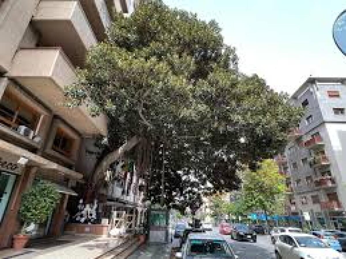 Palermo protegge un simbolo di giustizia | Perché un albero può rivelare segreti inaspettati! -