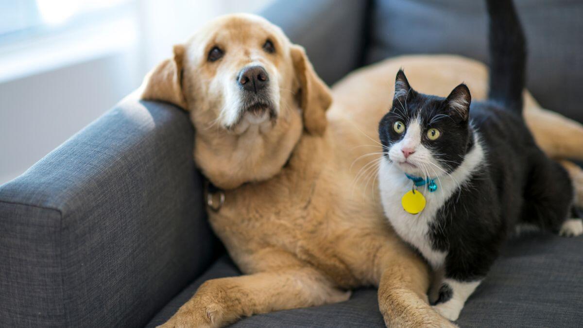 Approvata la legge Brambilla: 60mila euro di multa e carcere fino a 4 anni per chi maltratta gli animali | È finalmente giunto il momento di fare giustizia? -