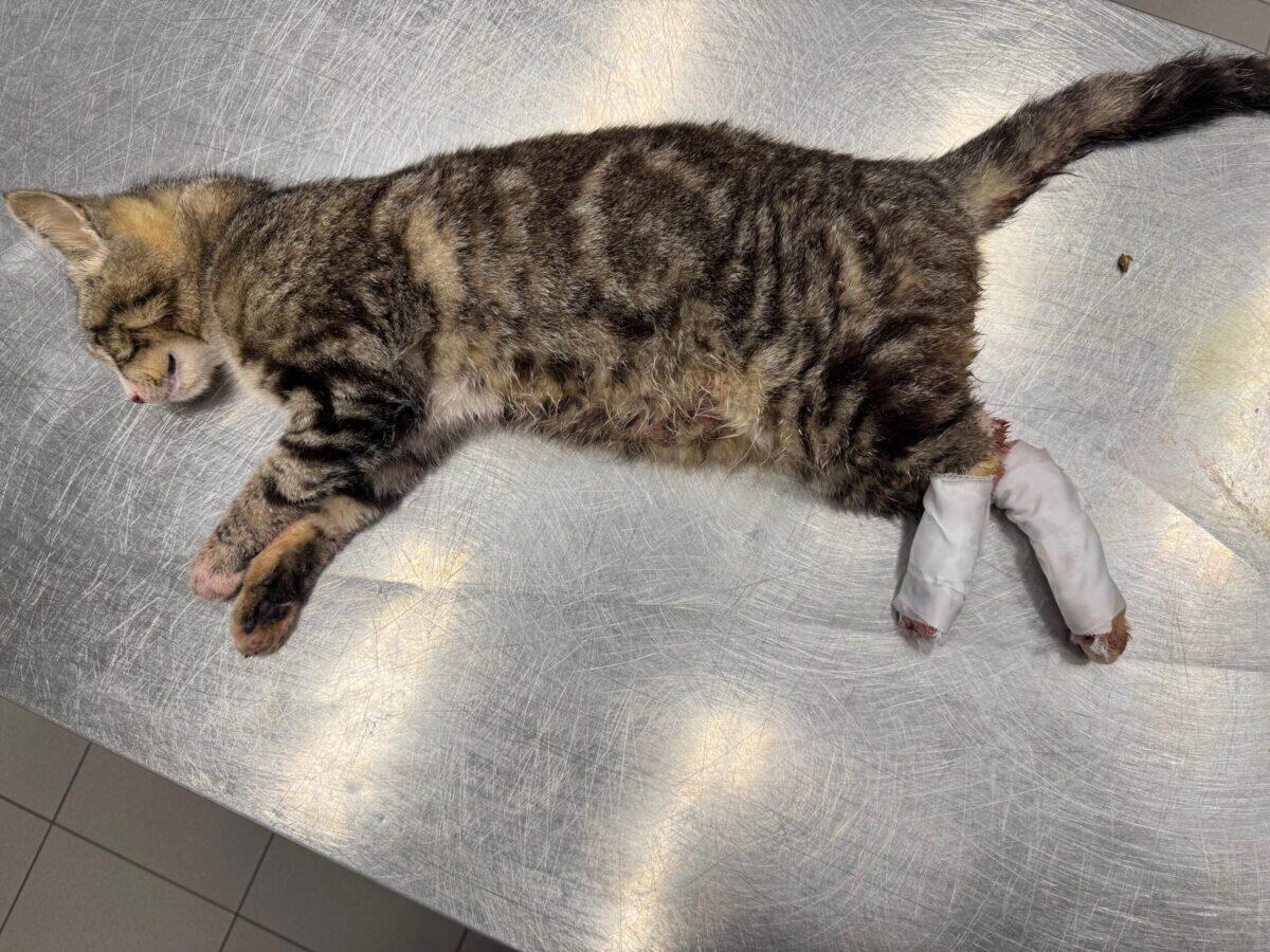 Un gatto salvato da un destino tragico a Palermo | Scopri come la città sta cambiando il futuro degli animali randagi! -