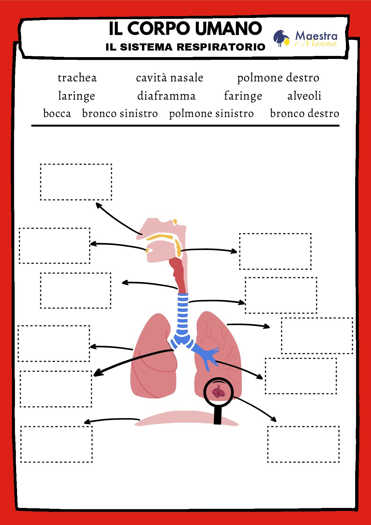 il sistema respiratorio [192 KB]