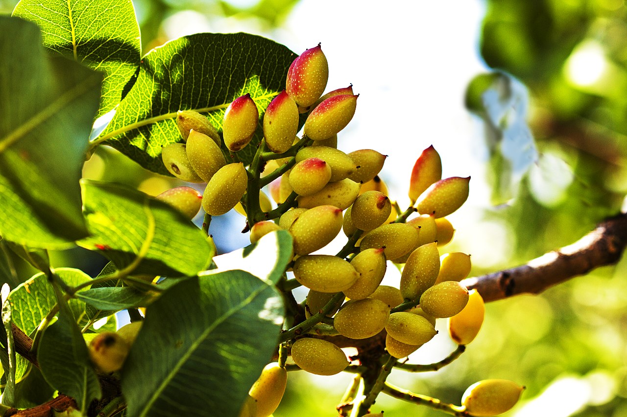 Pistacchio