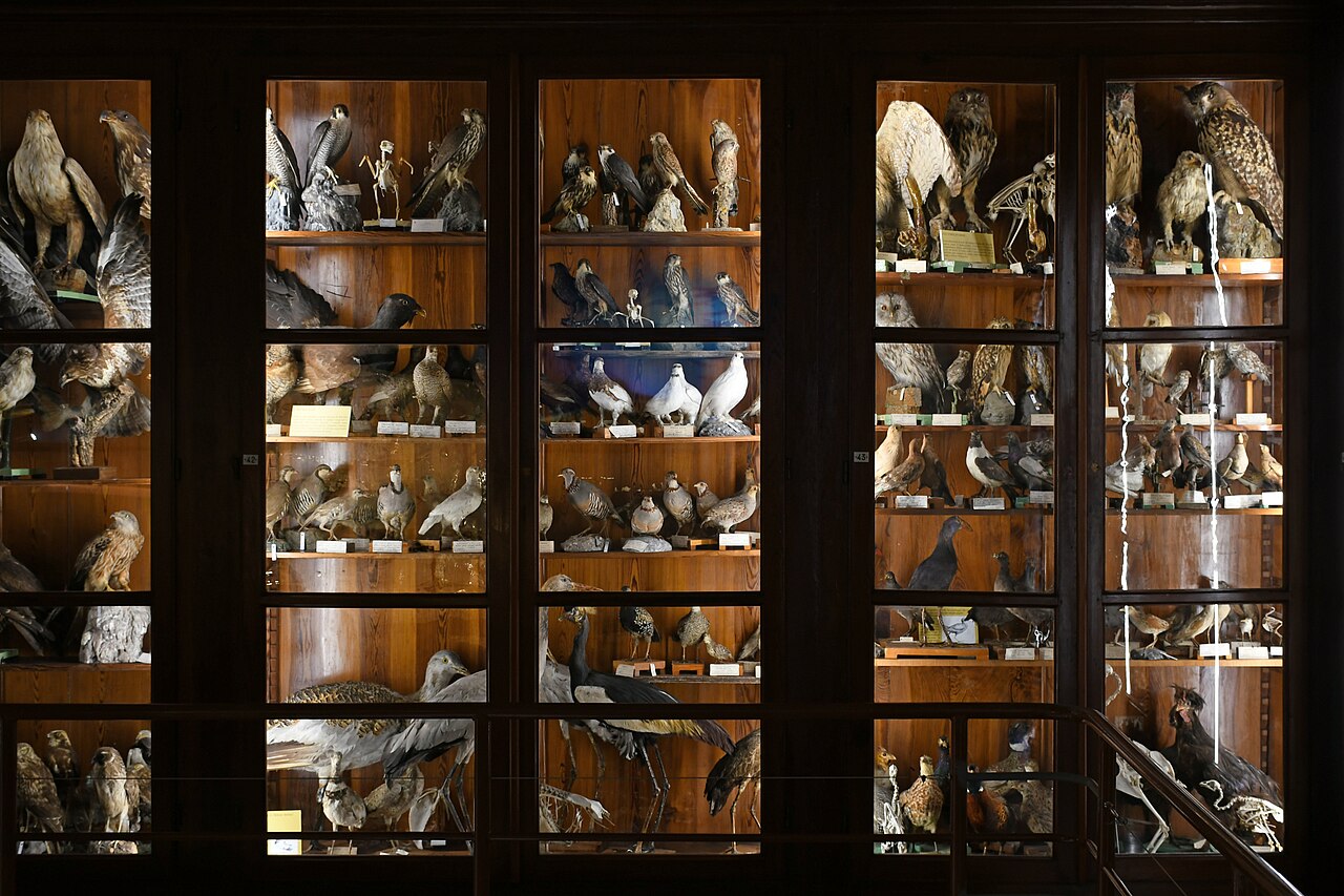 Museo