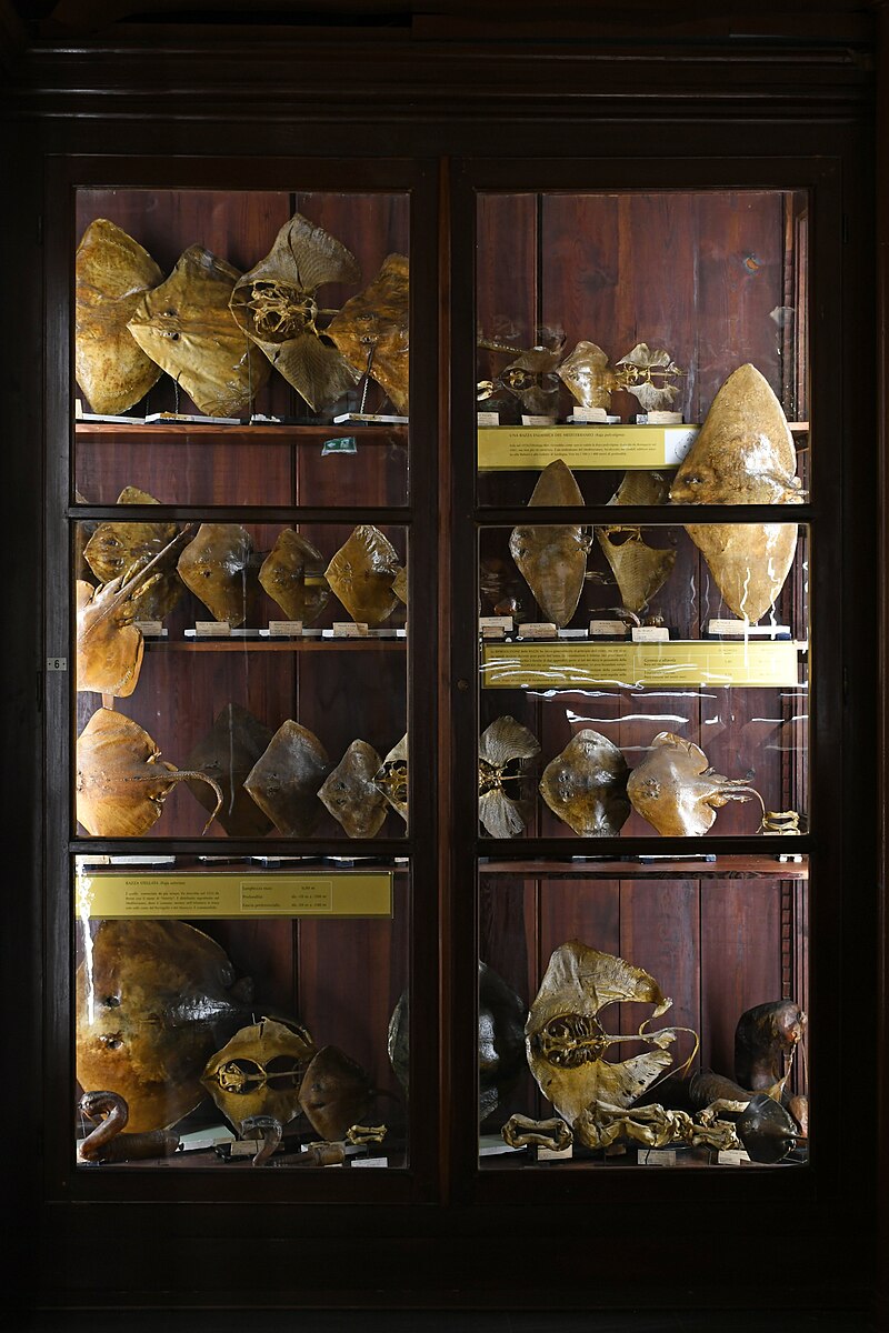 Museo