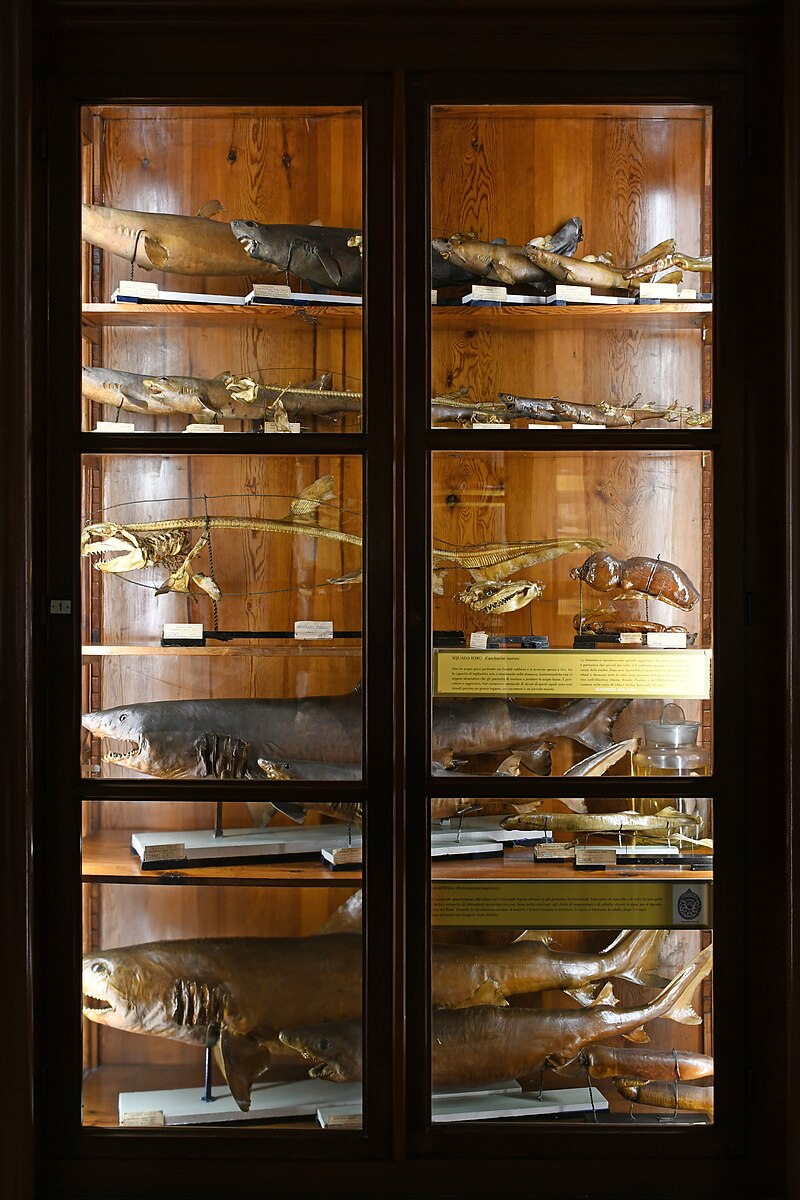 Museo