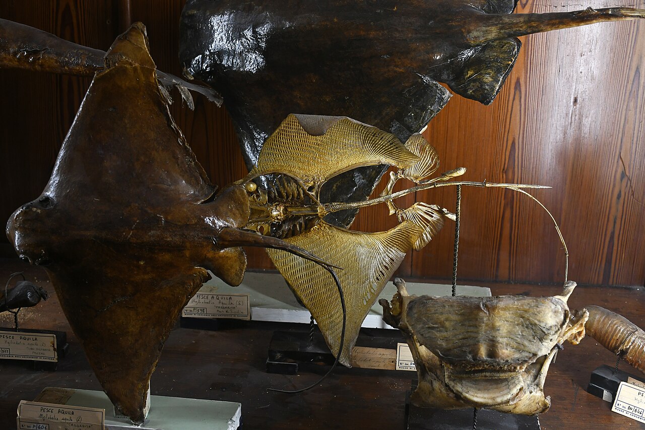 Museo