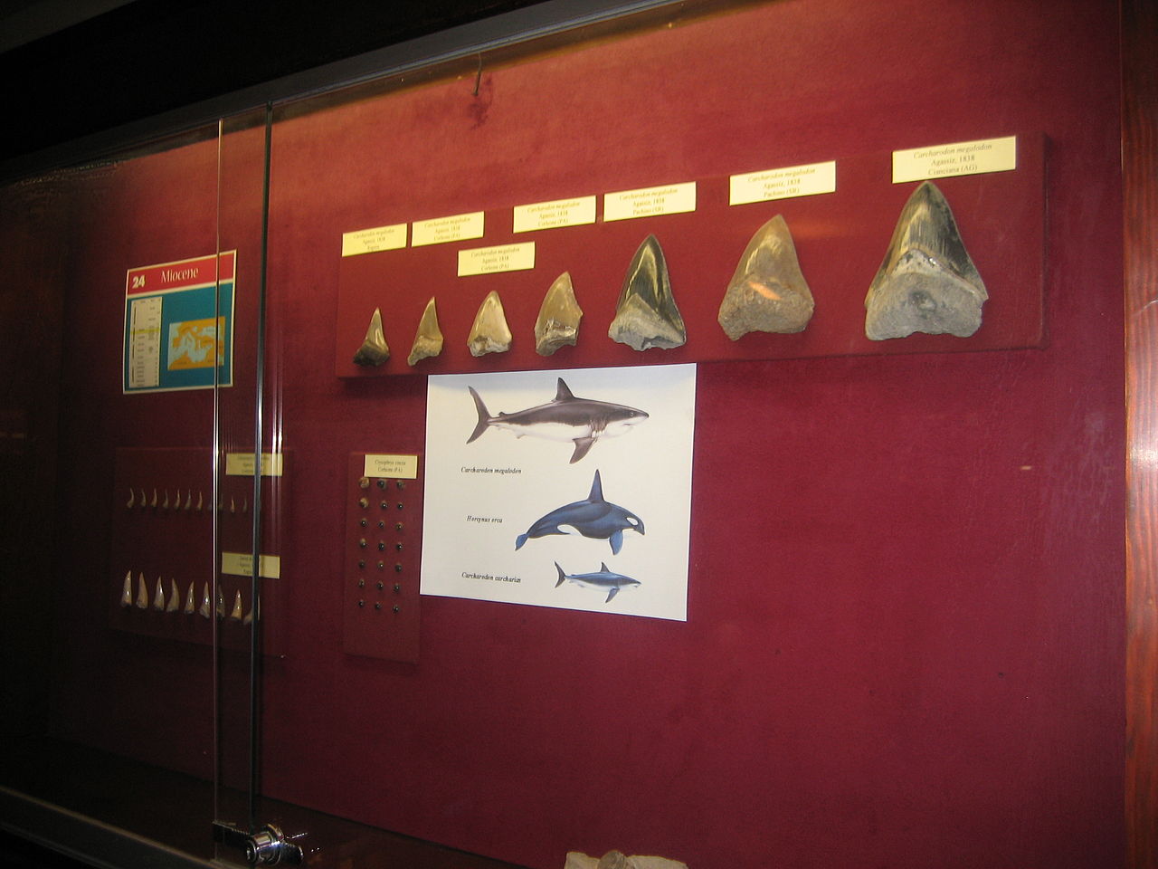 Museo Gemellaro