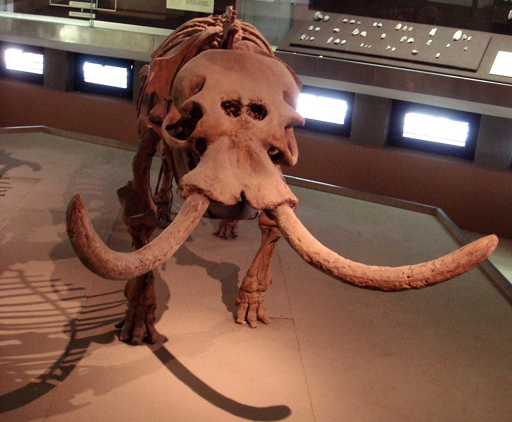 Dettaglio museo