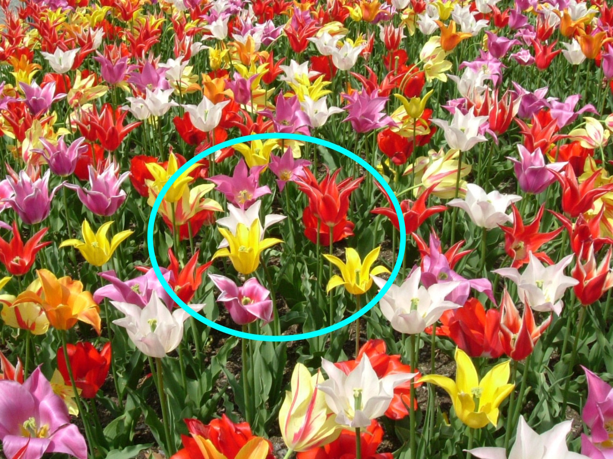 In Sicilia scoperto un angolo di paradiso incredibile | Dove si trovano davvero i campi di tulipani - Foto: Sakurai Midori/Wikipedia