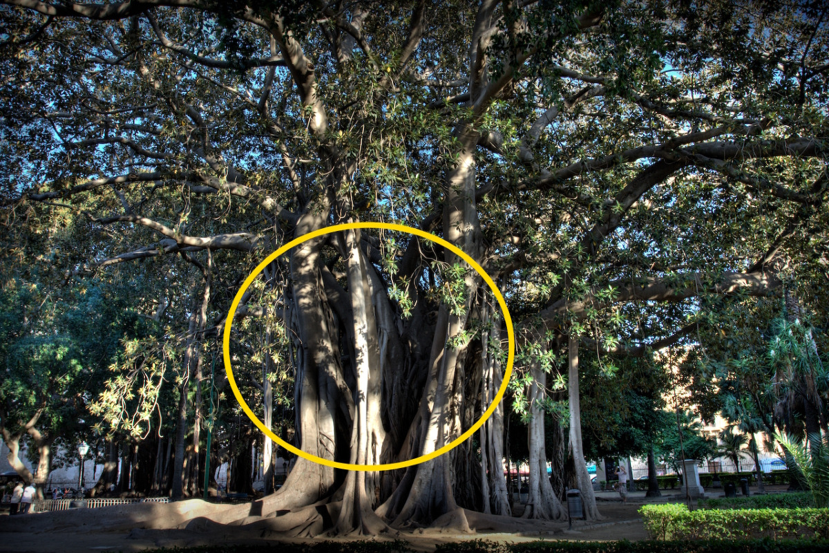 In Sicilia c'è un albero ha visto secoli di storia | L'incredibile segreto del Ficus di Giardino Garibaldi - Foto: Carlocolumba/Wikipedia