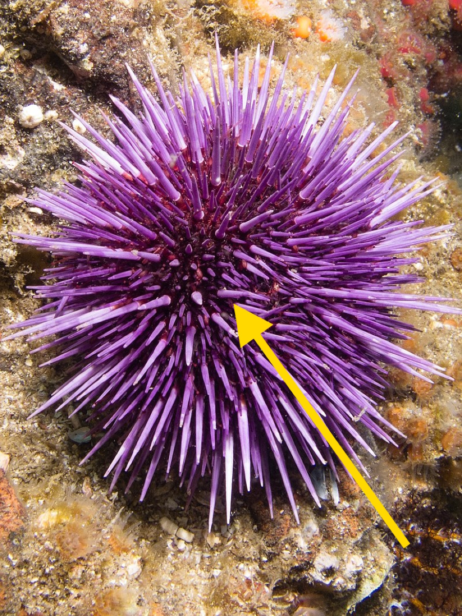 Allarme nei fondali siciliani | Una delle specie più iconiche del Mediterraneo sta scomparendo per sempre - Foto: Ed Bierman/Wikipedia