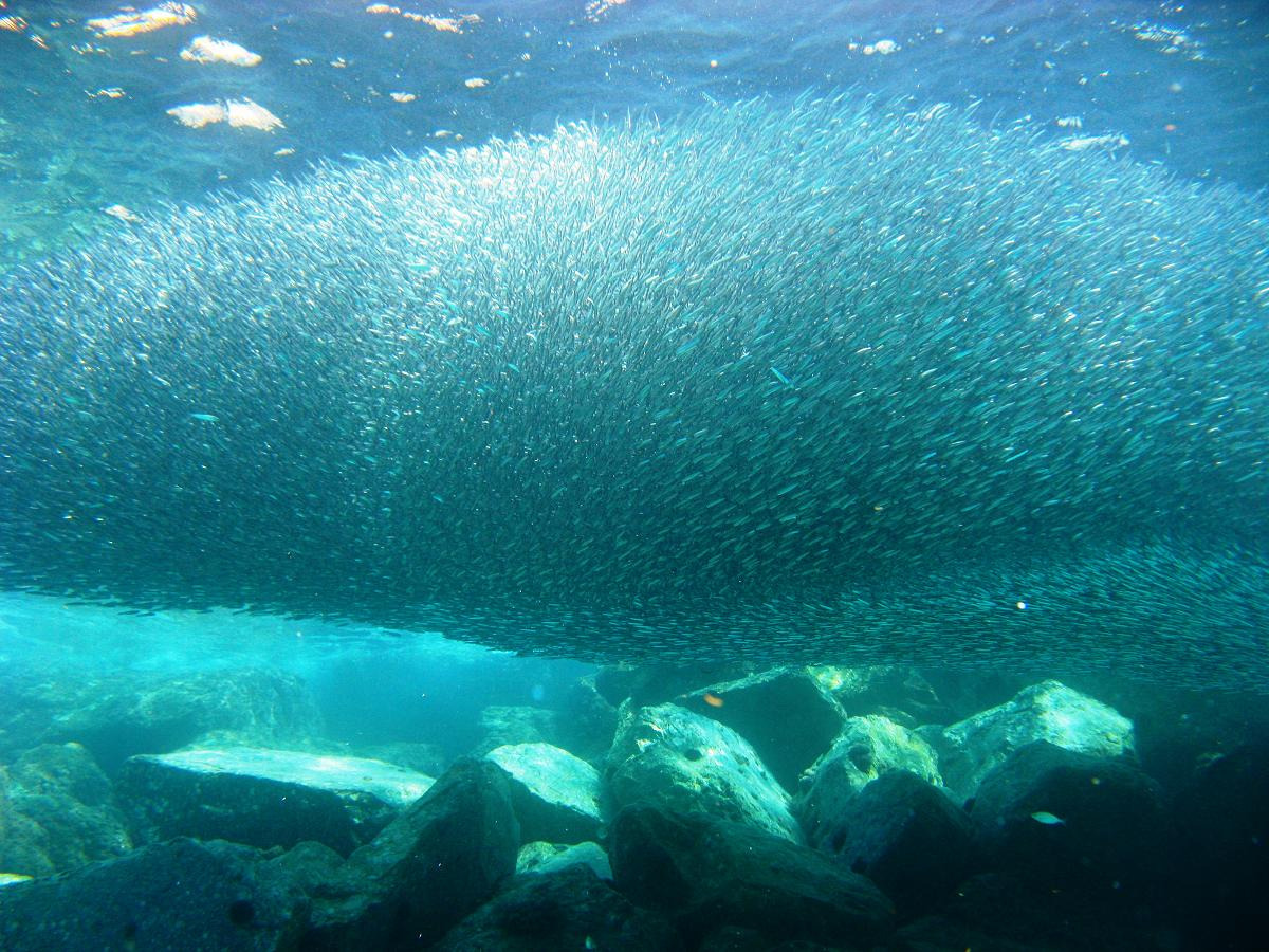 Un'imminente catastrofe marina alle porte | Il caldo e qualcosa di imprevedibile minacciano le acciughe siciliane - Foto: Etrusko25/Wikipedia