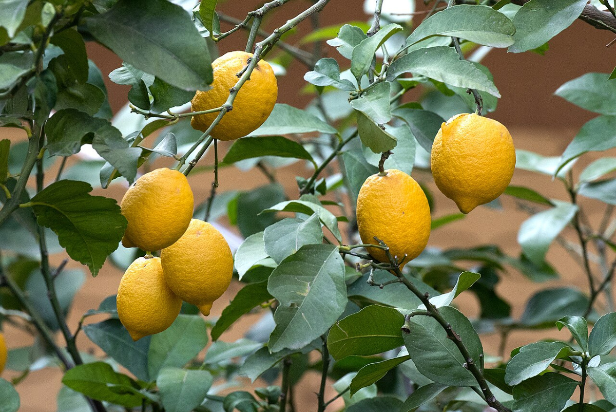 Nel catanese c'è una costa soprannominata "La Riviera dei Limoni" | Ecco dove si trova e perché è speciale - Foto: Zeynel Cebeci/Wikipedia