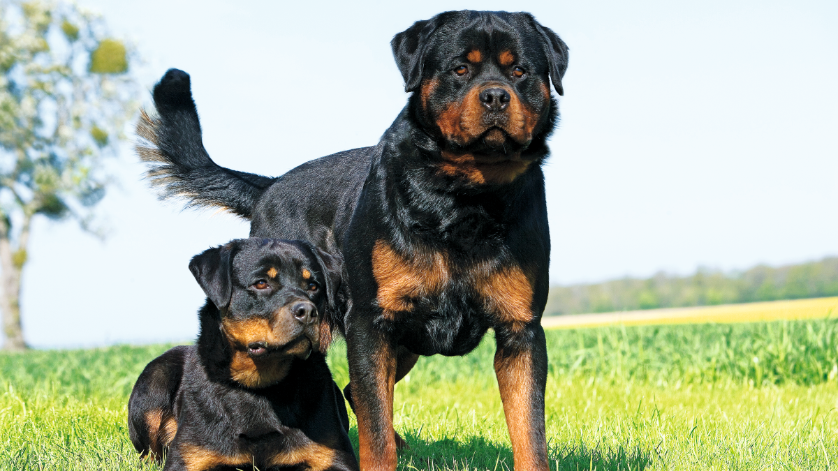 Rottweiler in fuga nel Catanese azzannano quattro persone - Credit foto: Royalcanin