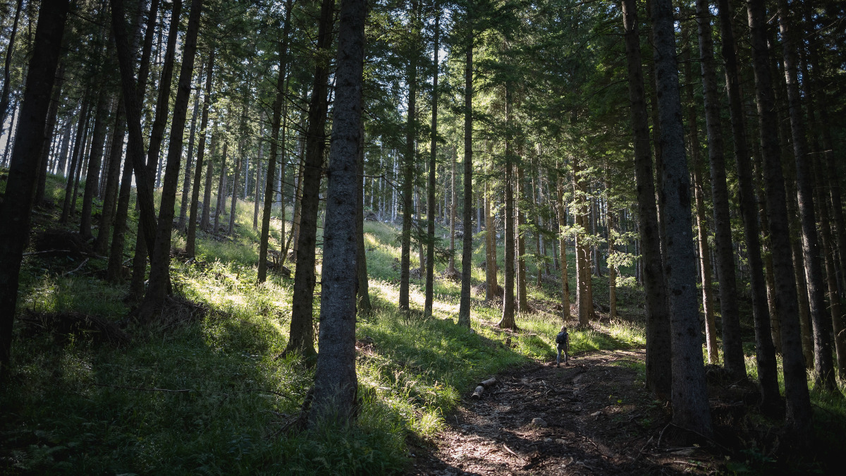 La foresta che affascina i visitatori: la pineta che custodisce l'incredibile albero ultrasecolare nascosto - Foto: wirestock/freepik