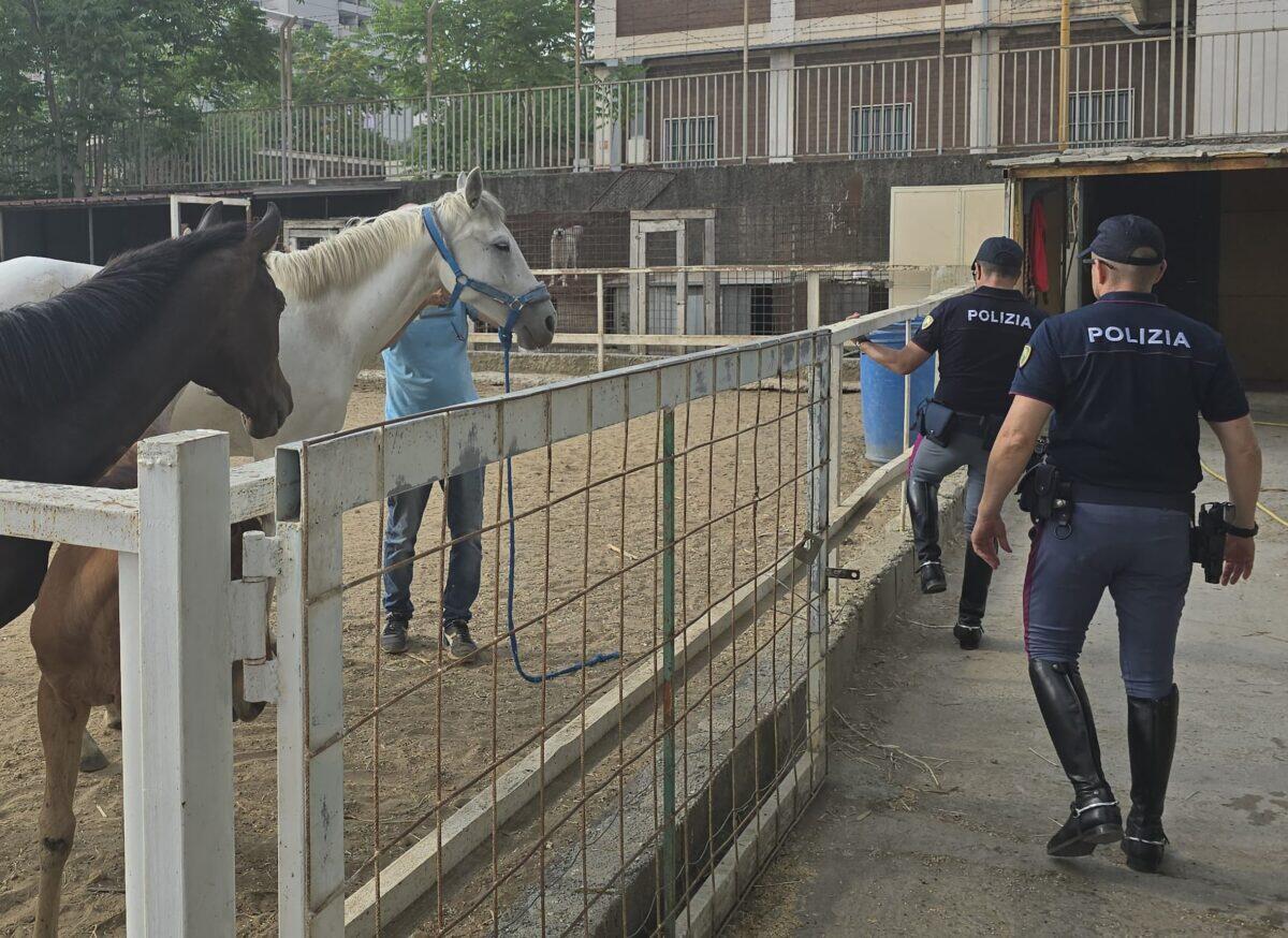 Controlli straordinari della Polizia a Catania | Scopri cosa hanno trovato in una stalla abusiva! - 