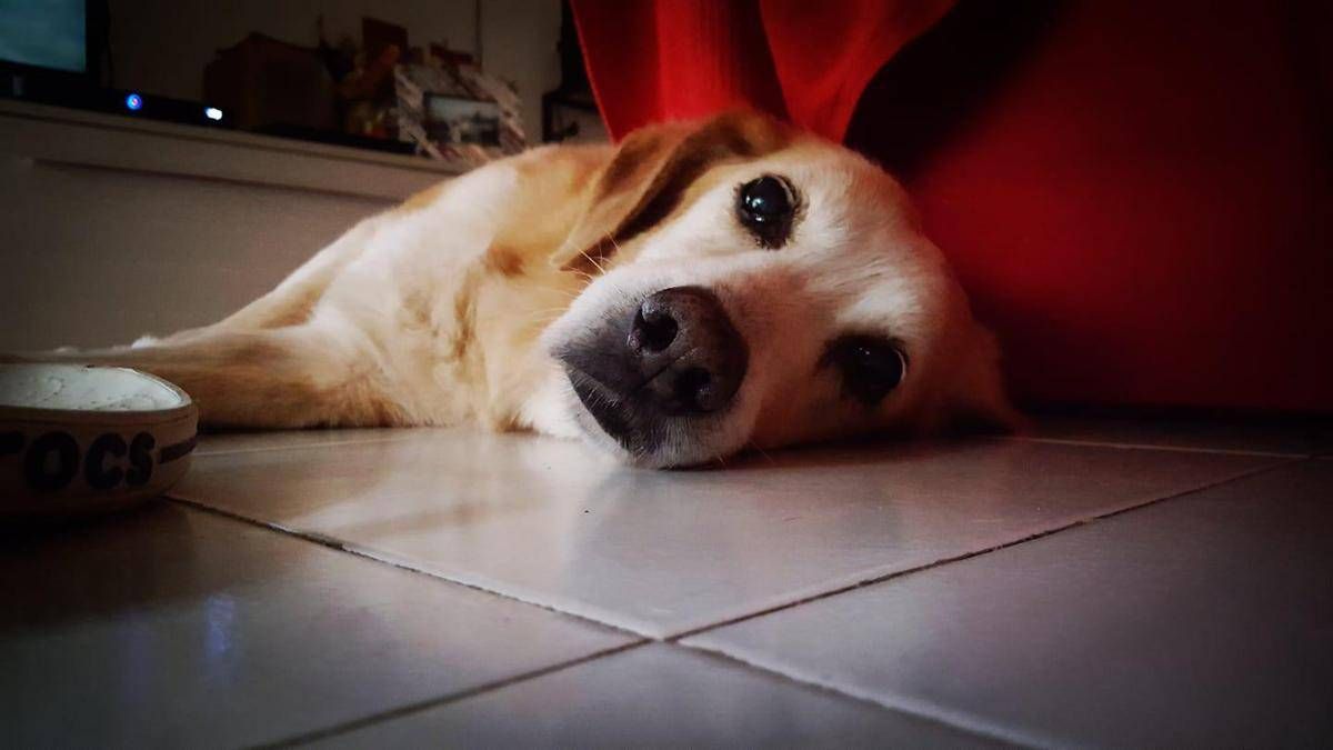 Lumache killer, allarme infezioni nei cani: dobbiamo preoccuparci? - 