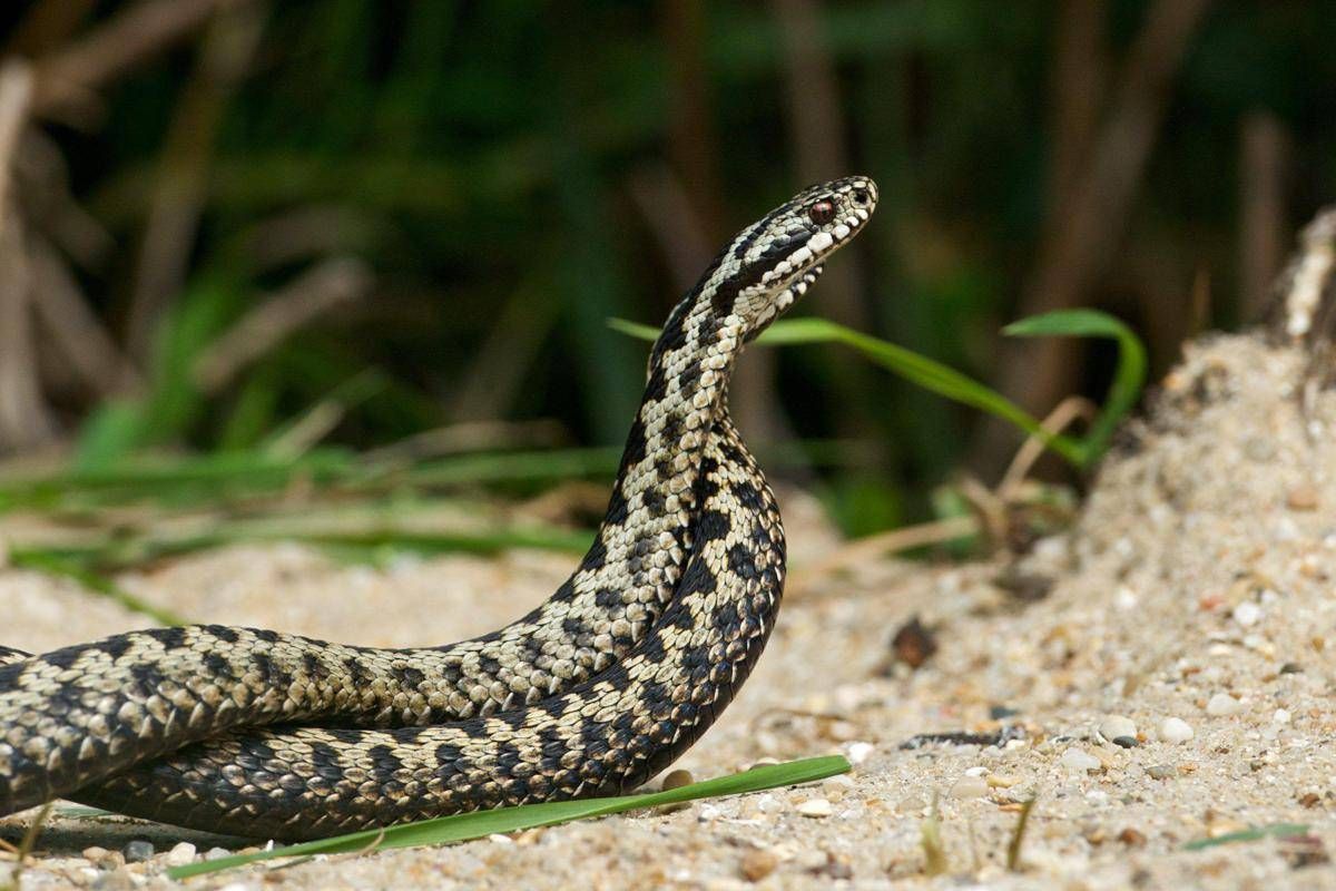 Morso di vipera, cosa fare? "Calma primo antidoto per non diffondere il veleno" - 