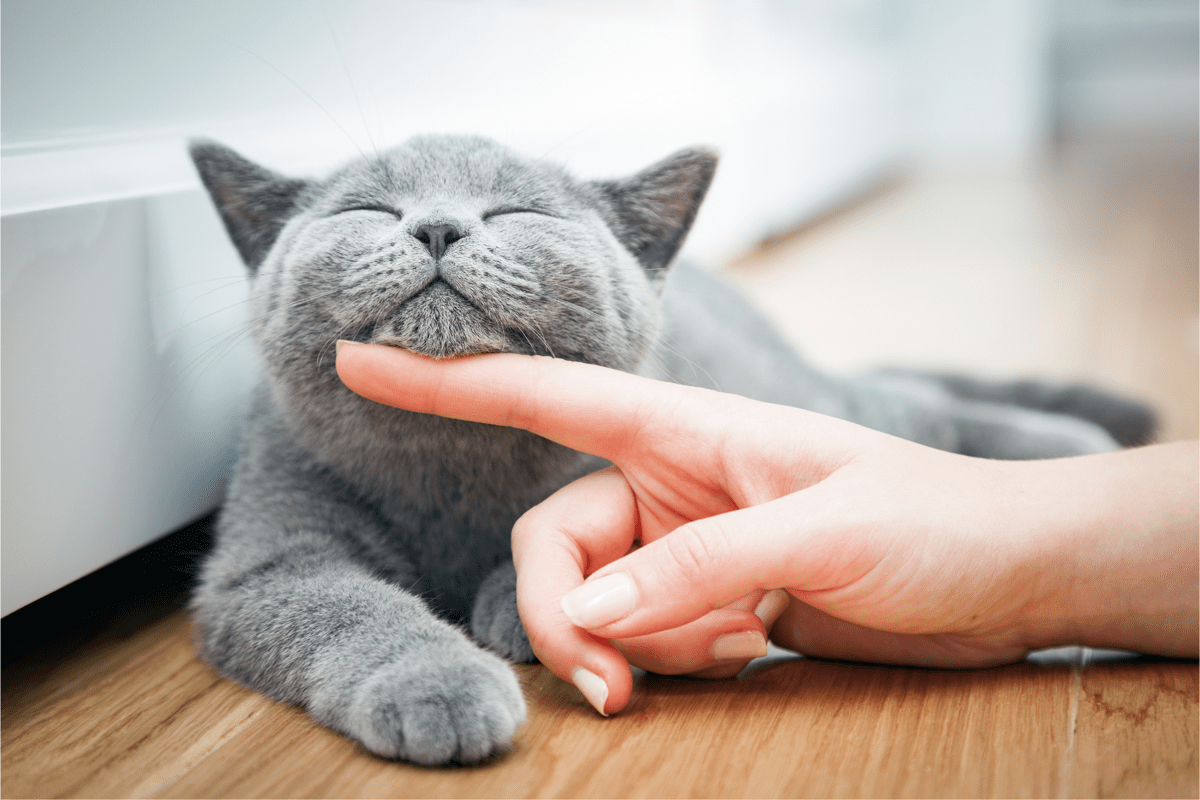 Farmaci, da Gemmato ok a uso veterinario anti Covid che salva i gatti -