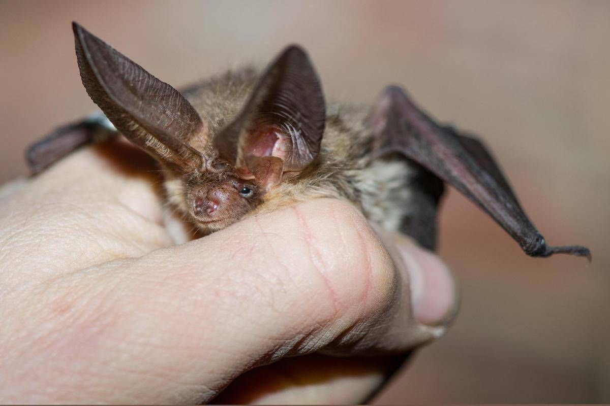 Pipistrello africano tra i vicoli di Lampedusa, scoperta nuova specie in Europa - 