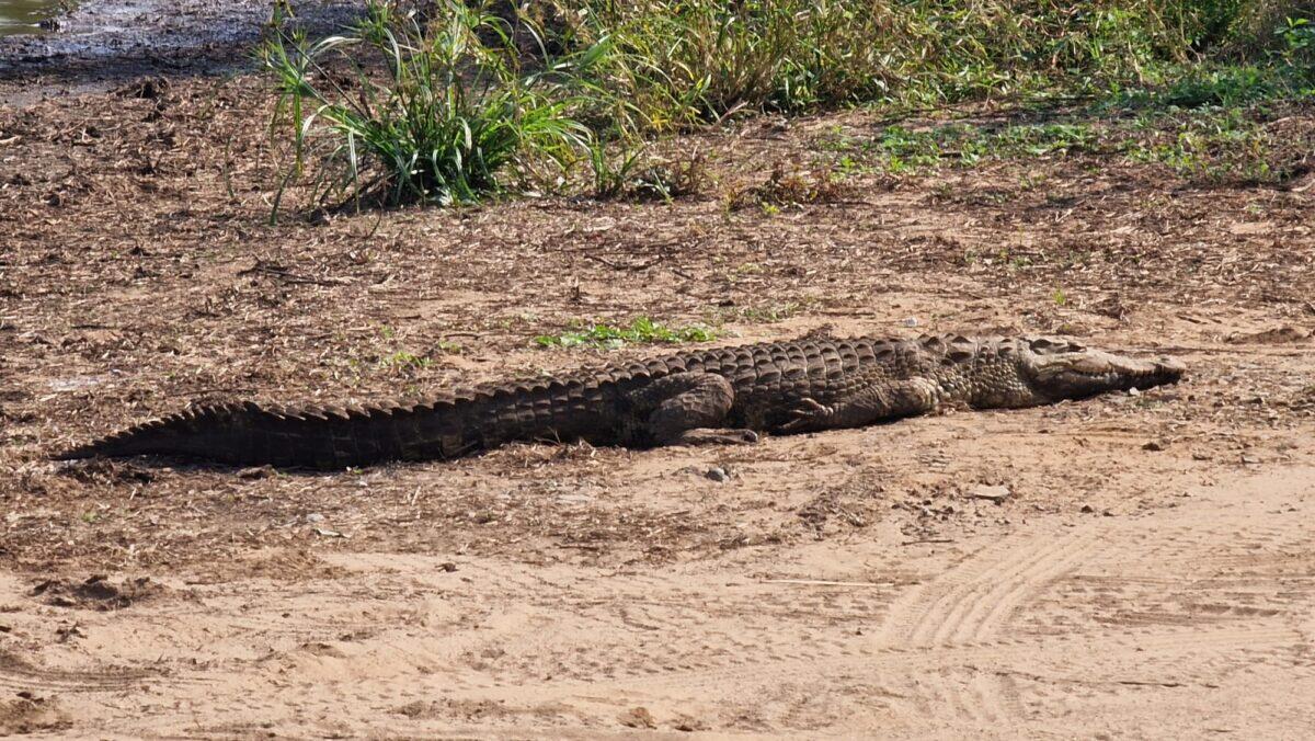 Migranti tra coccodrilli: la Florida costruisce l'Alligator Alcatraz | Una scelta sensata o un rischio estremo? - 
