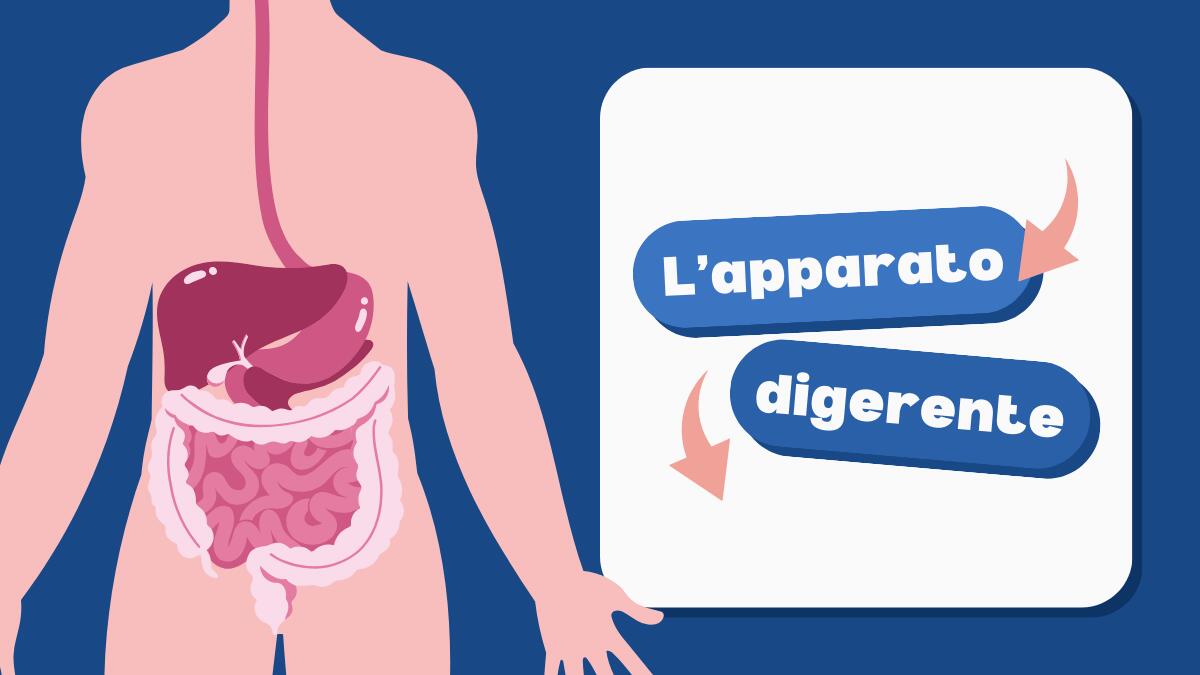 Esploriamo il sistema digestivo: conosciamo il nostro "laboratorio interno" - 