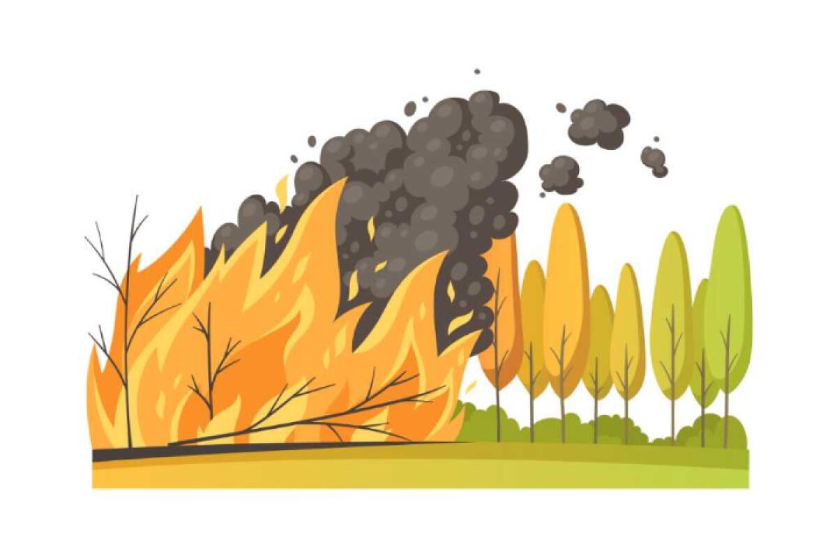 Contributi straordinari per incendi | Cosa nasconde il Comune di Messina?