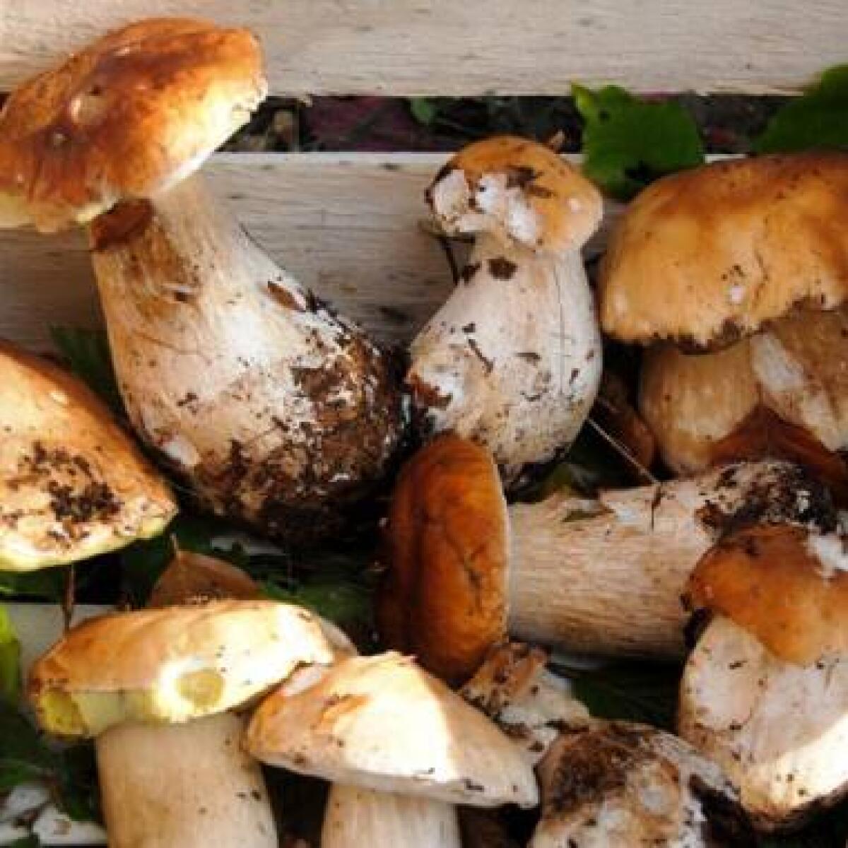 Palermo: Scopri perché il tuo tesserino per la raccolta funghi potrebbe essere INUTILE! -
