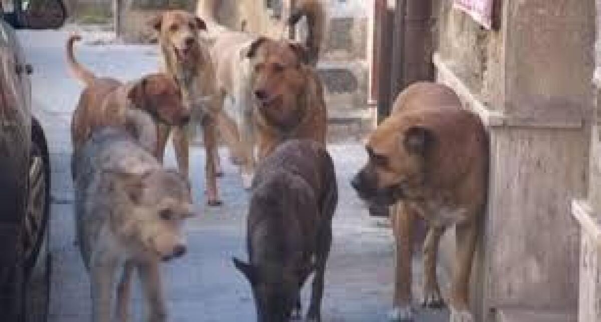 Graziata da un cucciolo | Ma la verità sulla rabbia potrebbe sorprenderti! - 