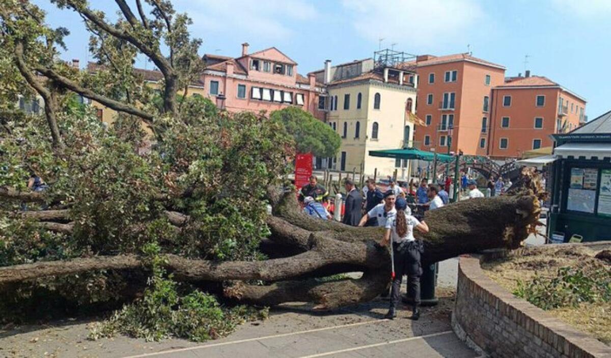 Un albero crolla su passanti a Venezia | I turisti ignorano i segnali di pericolo? -