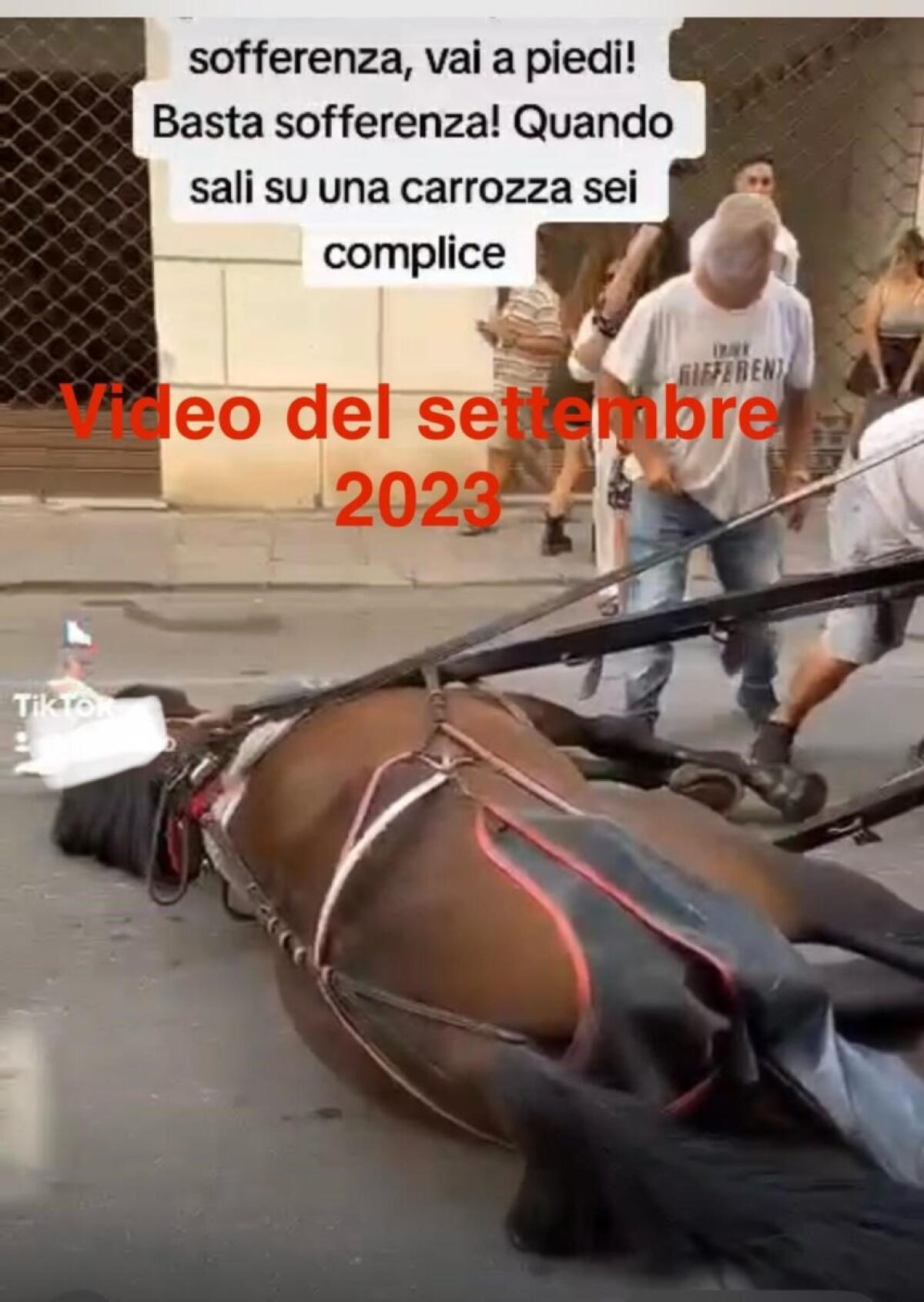 Palermo ferma le carrozze trainate dai cavalli | È davvero un passo verso il benessere animale o una mossa controversa? -