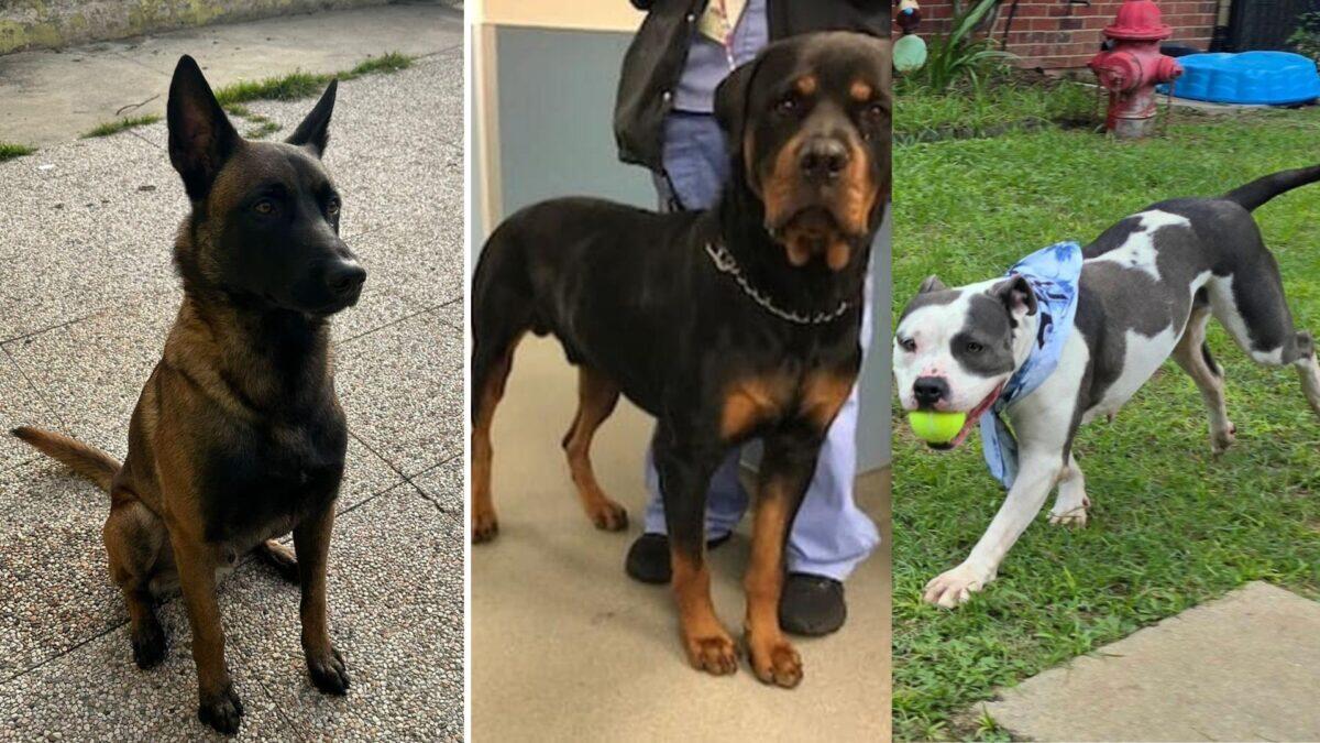 Cani esigenti in Lombardia | Obbligo di patentino: un passo avanti o un'ingiustizia? - 