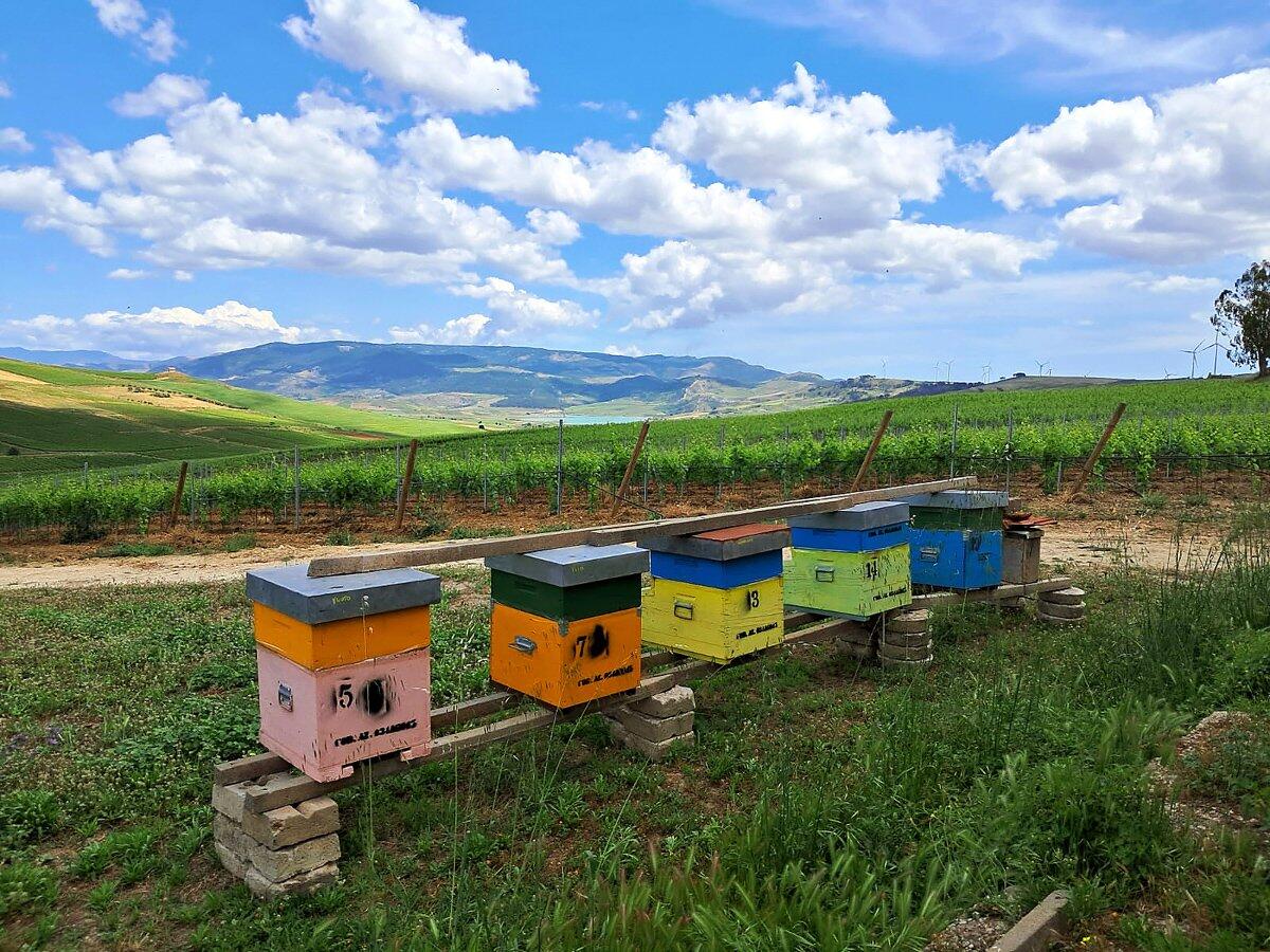 Dieci vigneti diventano rifugio per le api autoctone | Scopri perché la biodiversità siciliana è a rischio! -