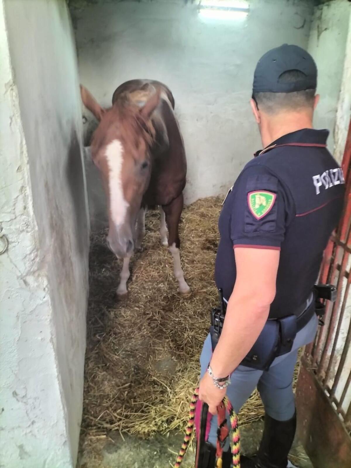 Catania, Polizia in azione | Scopri cosa nascondeva una stalla abusiva! -