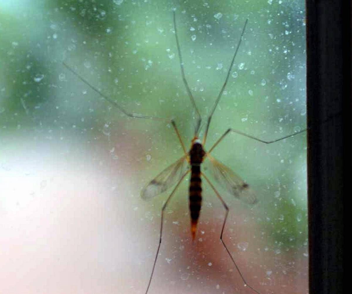 Da Dengue a West Nile incombe minaccia zanzare, appello igienisti ai Comuni -
