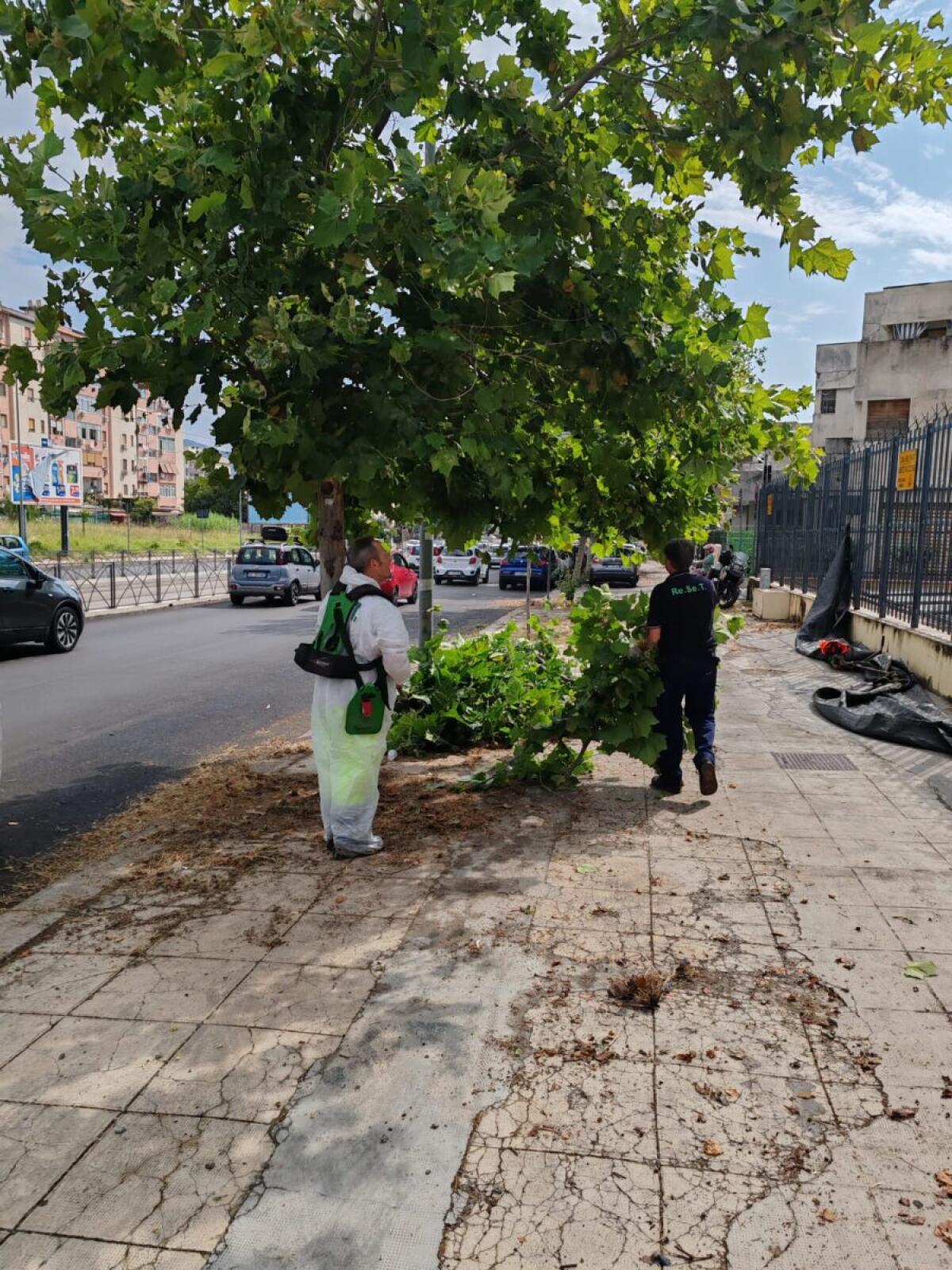 Diserbo a Palermo | Lavori in anticipo o un caso di emergenza meteorologica? -