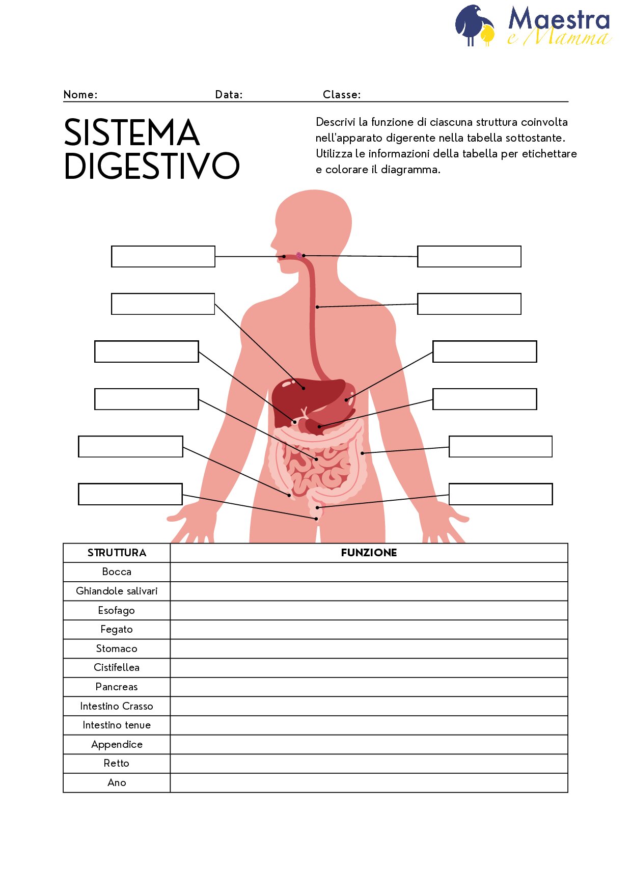 Sistema digestivo [100 KB]