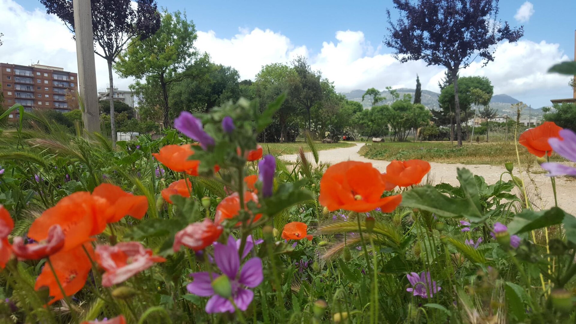 Fiori del parco
