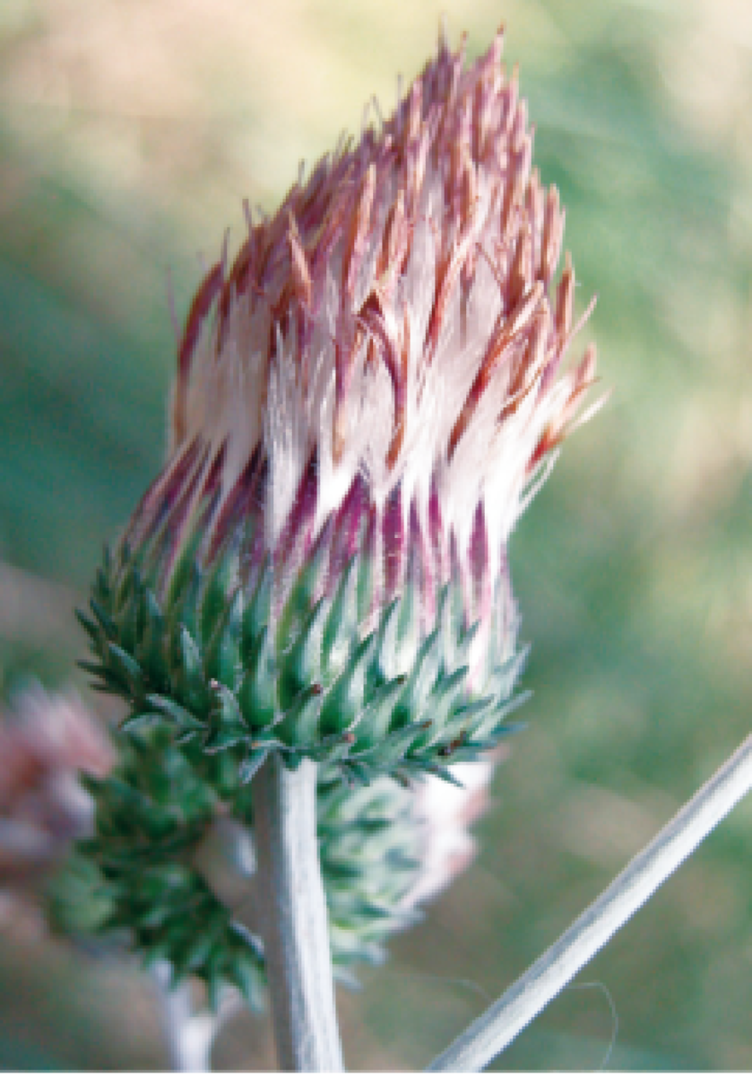 La natura sotto minaccia: le piante siciliane a rischio scomparsa e perché ci importa - Foto: Giannantonio Domina/Wikipedia