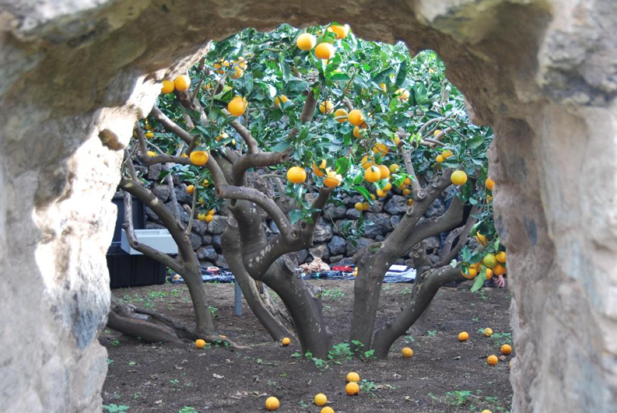 Un agrumeto fortezza contro vento e siccità, svelato il giardino di Pantelleria con un ingegnoso meccanismo - Foto: fab. - pantelleria_garden/Wikipedia