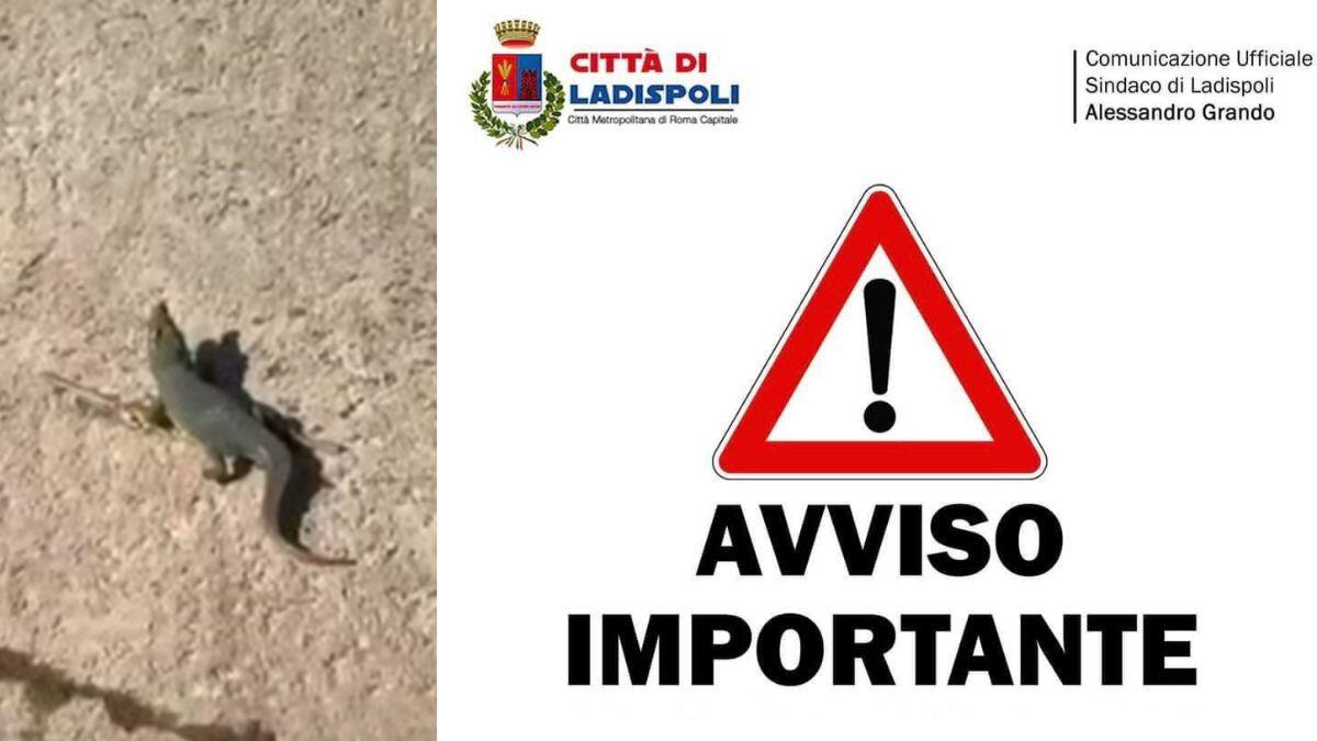 Coccodrillo a Ladispoli? | Il mistero che spaventa e incuriosisce la cittadinanza! - 